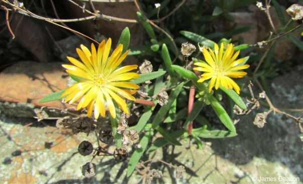 Delosperma leendertziae 